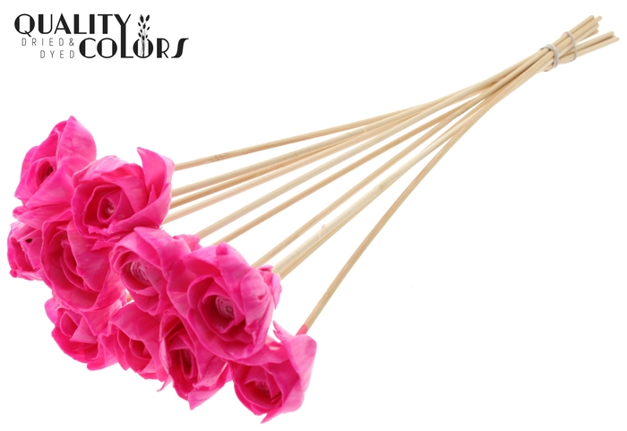 Shola Dear Holly 6cm on stem Wax Cerise