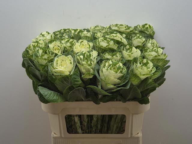 <h4>BRASS WHITE CRANE</h4>