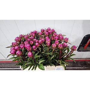 PAEONIA KARL ROSENFIELD