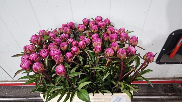 <h4>PAEONIA KARL ROSENFIELD</h4>