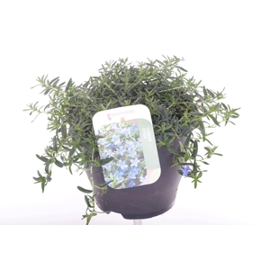 Lithodora diffusa