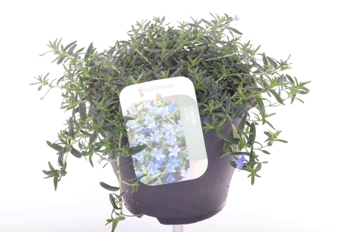<h4>Lithodora diffusa</h4>