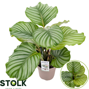 Calathea 17cm 'Orbifolia'