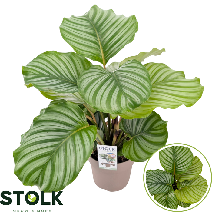 <h4>Calathea 17cm 'Orbifolia'</h4>