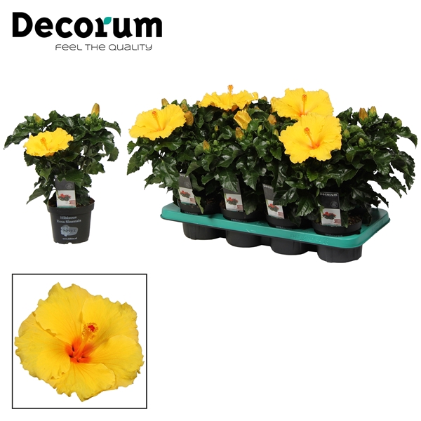 Decorum Hibiscus Aura geel