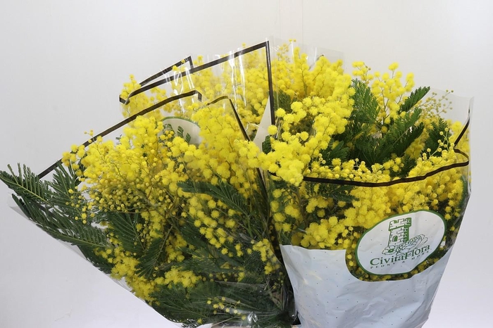 <h4>Mimosa Mirandol</h4>