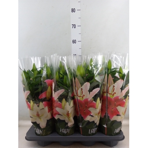 Lilium ori.  'After Eight'