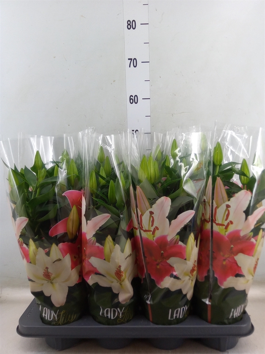 <h4>Lilium ori.  'After Eight'</h4>
