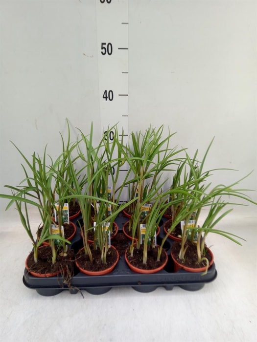 <h4>Fritillaria meleagris</h4>