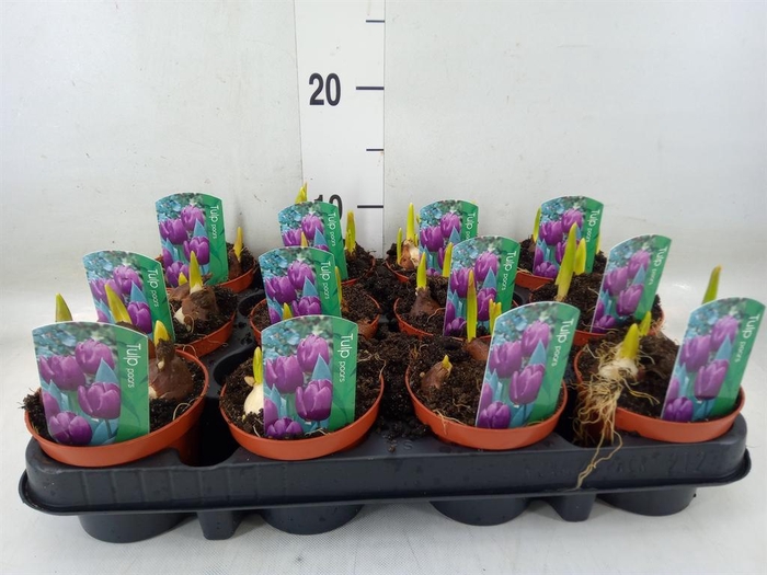 <h4>Tulipa   ...</h4>