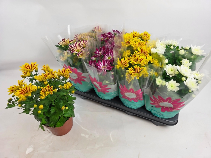 <h4>CHRYS GEM 4 KL</h4>