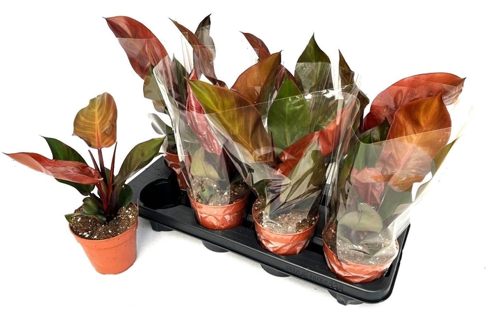 <h4>PHIL PRIN OF ORANGE</h4>