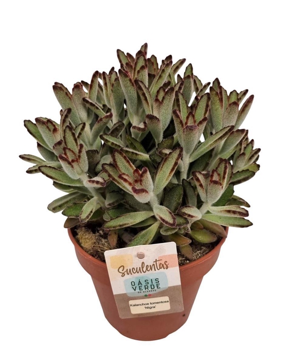 <h4>KALANCHOE TOMENTOSA</h4>