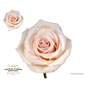 Rosa Premium Aly