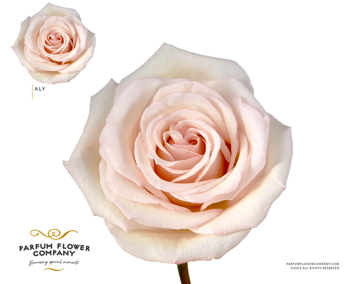 <h4>Rosa Premium Aly</h4>