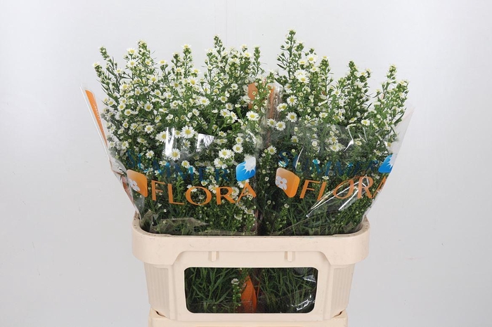 <h4>Ast U Paquita</h4>