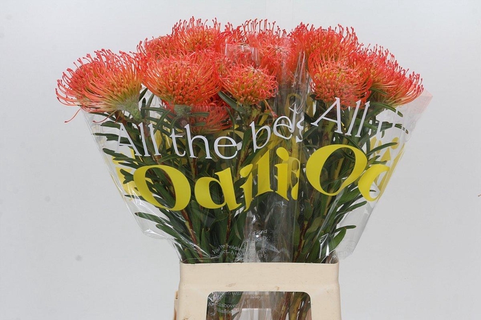 <h4>Nutans Succession</h4>