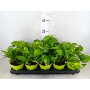 Epipremnum pinn. 'Aureum'