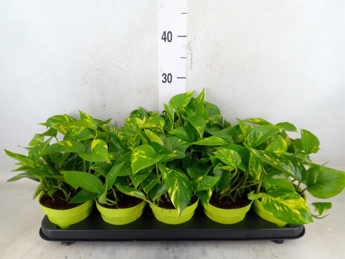 <h4>Epipremnum pinn. 'Aureum'</h4>