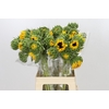 Helianthus Orange Fire
