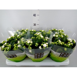 Kalanchoe blos. 'Calandiva Whites'