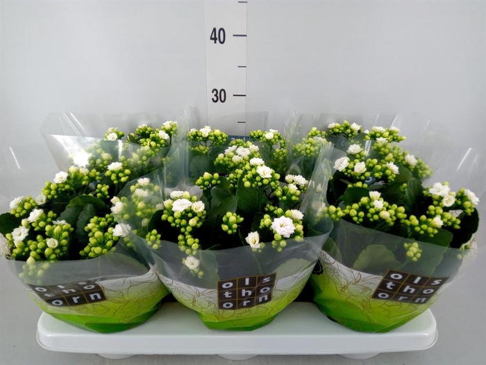 <h4>Kalanchoe blos. 'Calandiva Whites'</h4>