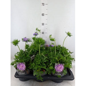 Scabiosa columb. 'Butterfly Blue'