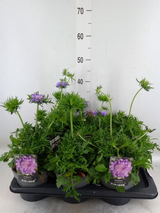 <h4>Scabiosa columb. 'Butterfly Blue'</h4>