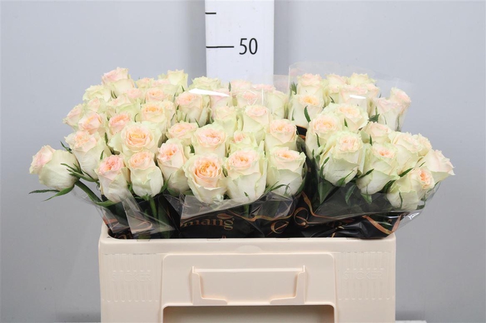 <h4>R Gr Brinessa</h4>