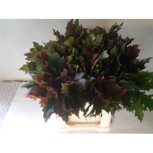 QUERC RUBRA
