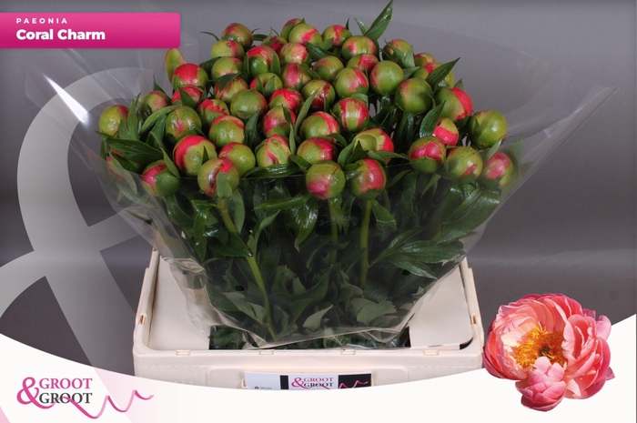 <h4>Paeonia Coral Charm | Heavy Quality</h4>