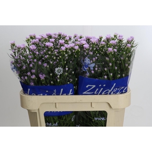 Aster Claudia