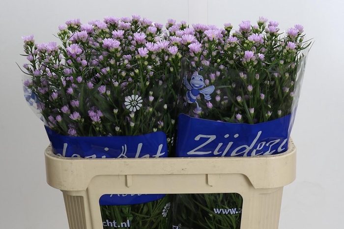 <h4>Aster Claudia</h4>