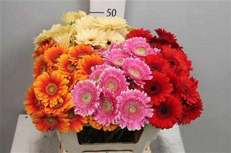 <h4>Ge Mi Gemengd</h4>