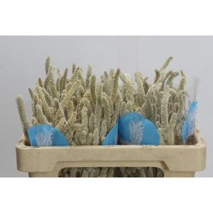 Amaranthus Yearming Desert