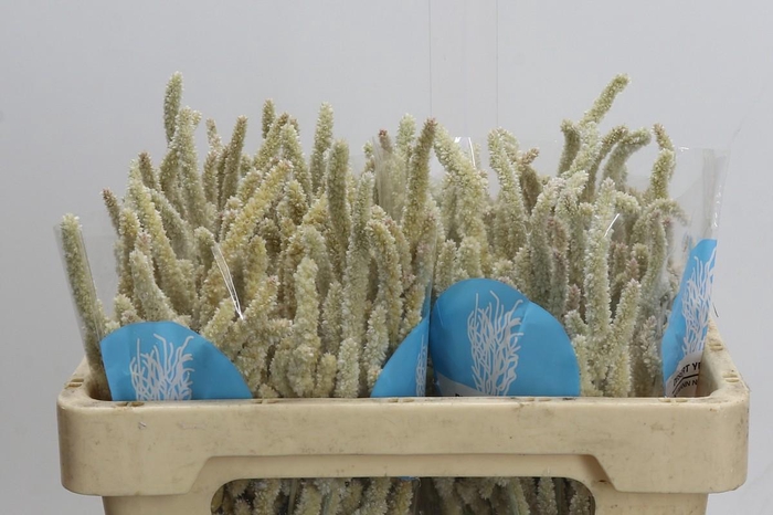 Amaranthus Yearming Desert