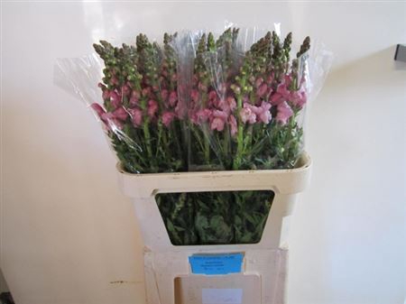 <h4>Antir Potomac Lavendel</h4>