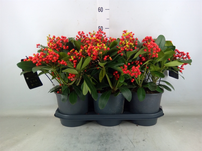 <h4>Skimmia jap. 'Beautiful'</h4>