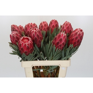 Protea Venus