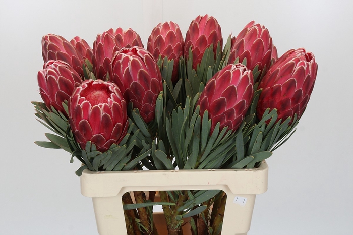 <h4>Protea Venus</h4>