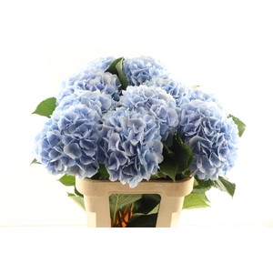 Hydr Verena Blue 60 cm Vicini