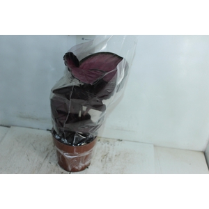 CALATHEA ROSEA PICTA CRIMSON P17