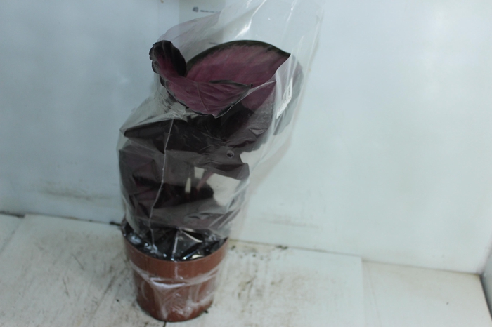 <h4>CALATHEA ROSEA PICTA CRIMSON P17</h4>