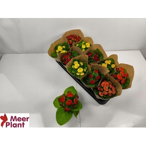 CALC X HERBEOHYBRIDA