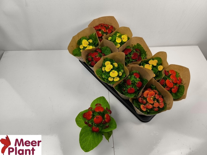 <h4>CALC X HERBEOHYBRIDA</h4>