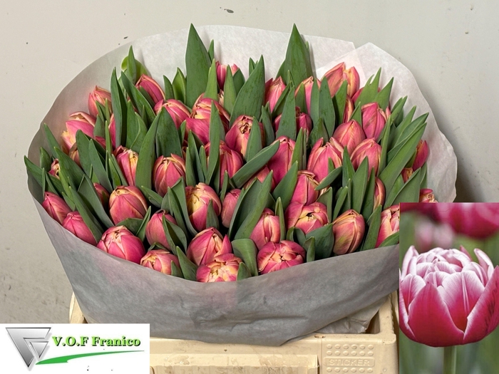 <h4>TU DU COLUMBUS</h4>