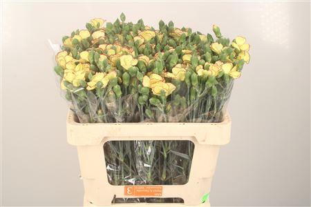 <h4>Di Symply Firefly</h4>