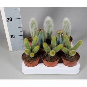 CACTUS GEM