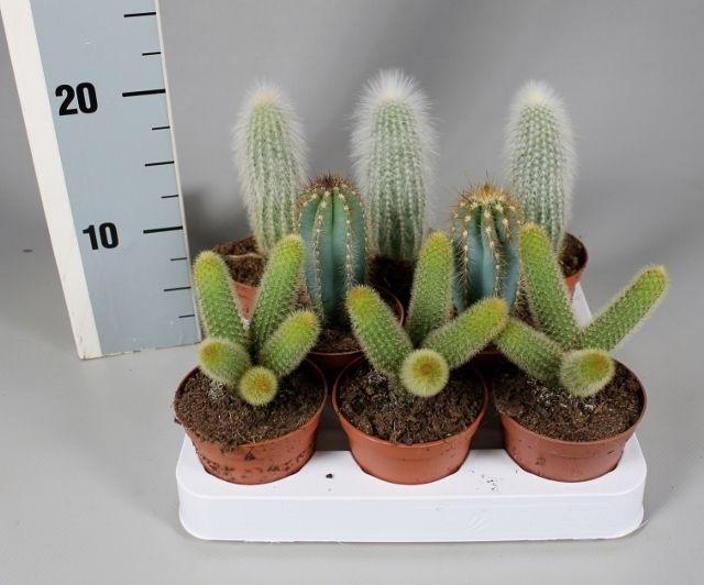<h4>CACTUS GEM</h4>
