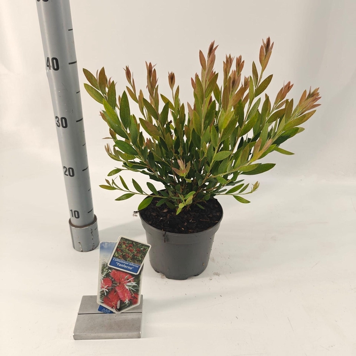 <h4>Callistemon citrinus Splen</h4>